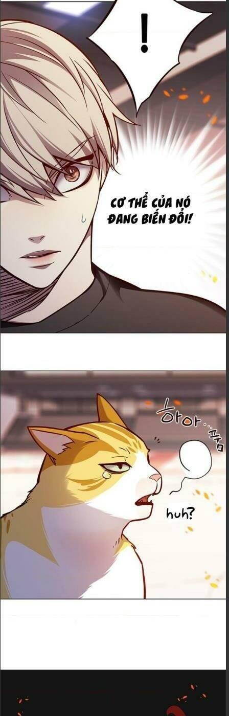 Biến Thân Thành Mèo Chapter 162 - Trang 2