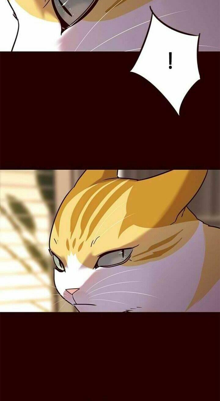 Biến Thân Thành Mèo Chapter 96 - Trang 2