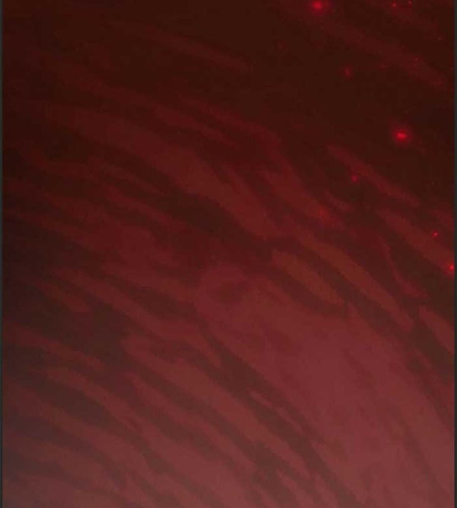 Cô Con Gái Thật Sự Đã Xuất Hiện Chapter 80 - Trang 2