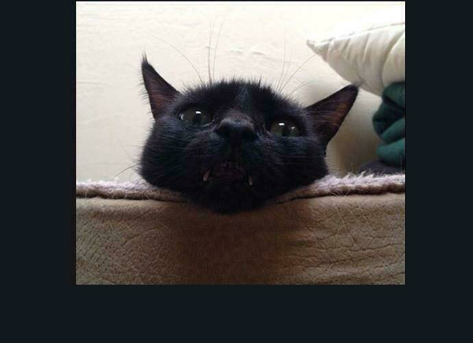 Cuộc Chiến Trong Tòa Tháp – Tower Of God Chapter 186 - Trang 2