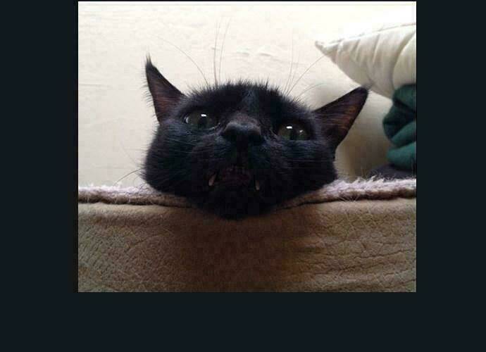 Cuộc Chiến Trong Tòa Tháp Chapter 186 - Trang 2