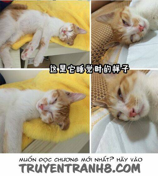 Đại Thánh Và Tiểu Yêu Chapter 7 - Trang 2