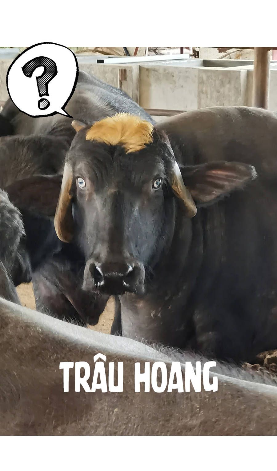 Đừng Nói Yêu Tôi Chapter 33.1 - Trang 2