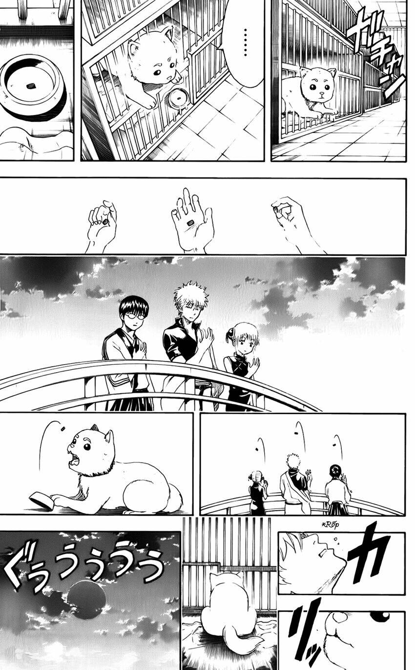 Gintama – Linh Hồn Bạc Chapter 402 - Trang 2