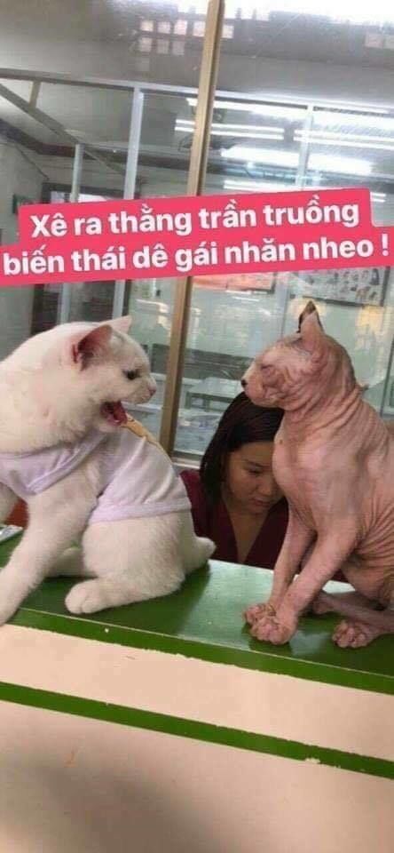 Haikyuu Chapter 221 - Trang 2