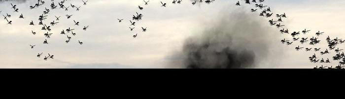 Hive Chapter 225 - Trang 2