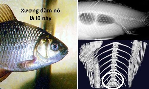 Hổ Đến Chơi Nhà (Puchimasu Miếu) Chapter 136 - Trang 2