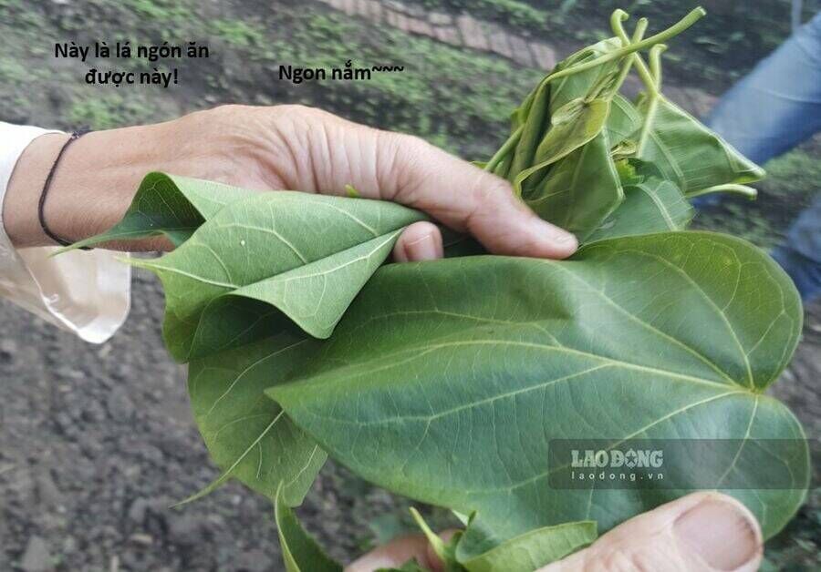 Hổ Đến Chơi Nhà Chapter 117 - Trang 2