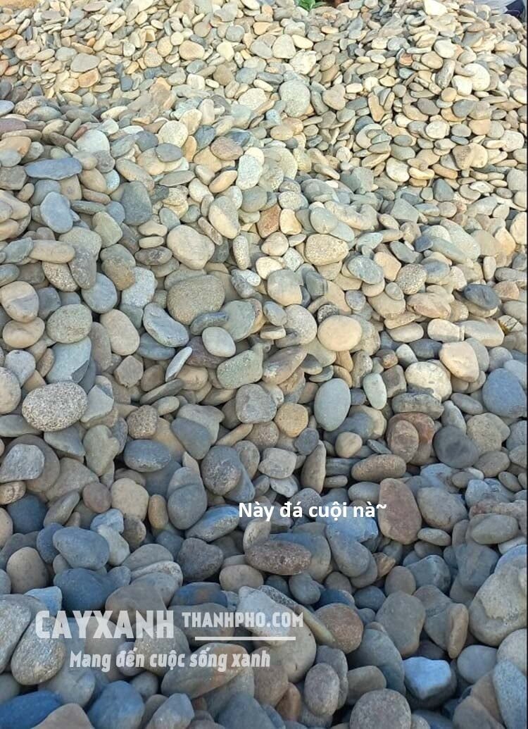 Hổ Đến Chơi Nhà Chapter 136 - Trang 2
