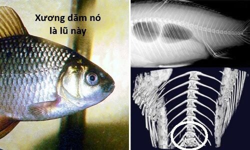 Hổ Đến Chơi Nhà Chapter 136 - Trang 2