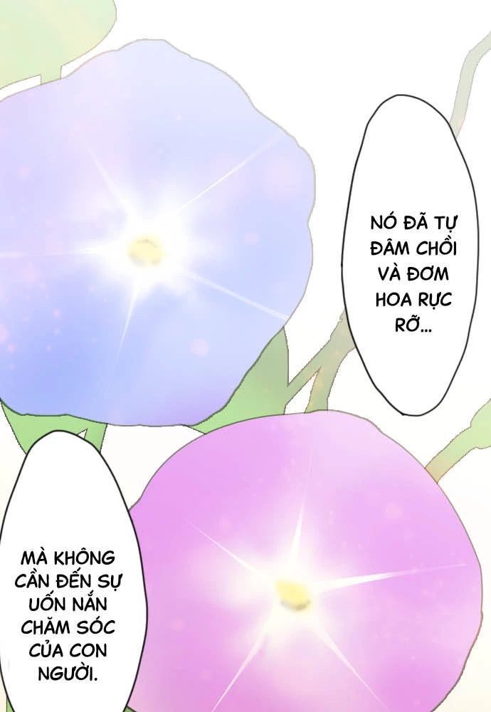Hoa Cánh Sao Chapter 38 - Trang 2