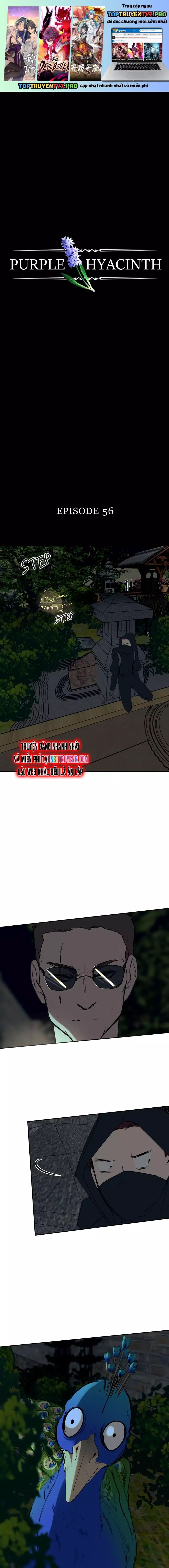 Hoa Lục Bình Tím Chapter 56 - Trang 2