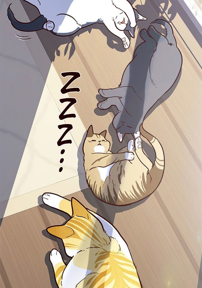 Hoá Thân Thành Mèo Chapter 11 - Trang 2