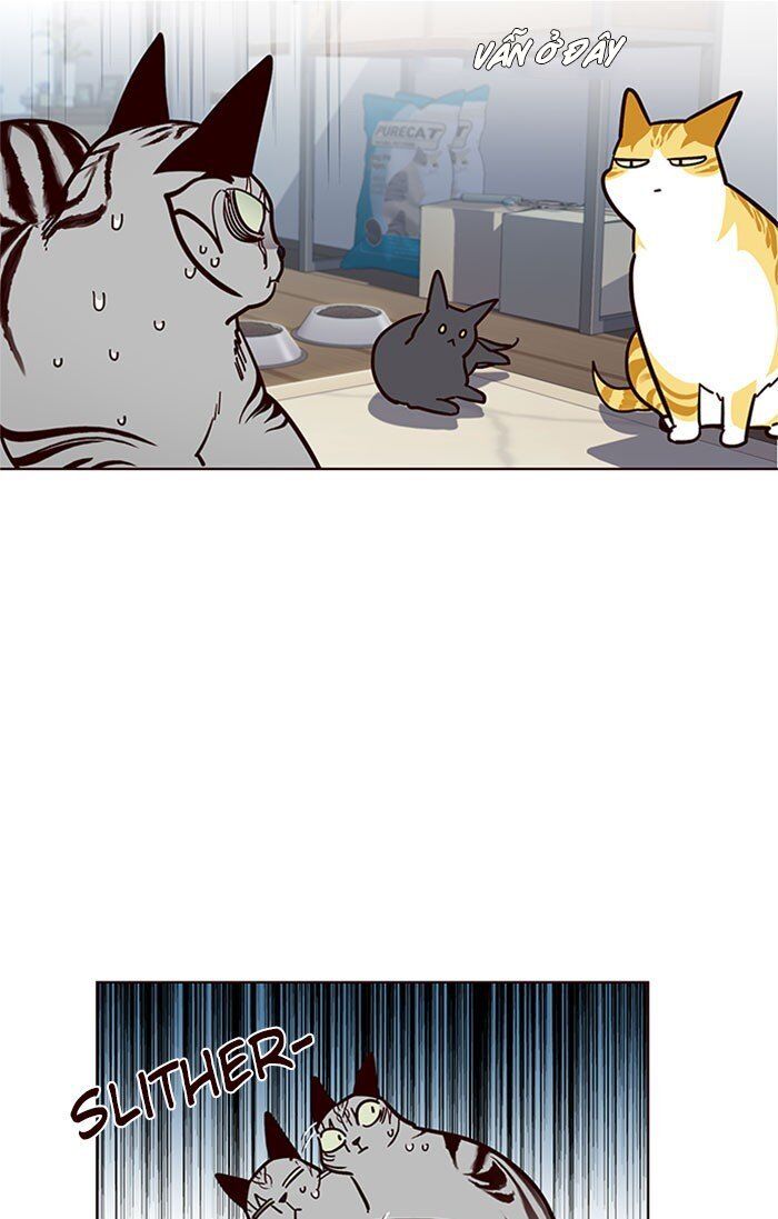 Hoá Thân Thành Mèo Chapter 37 - Trang 2