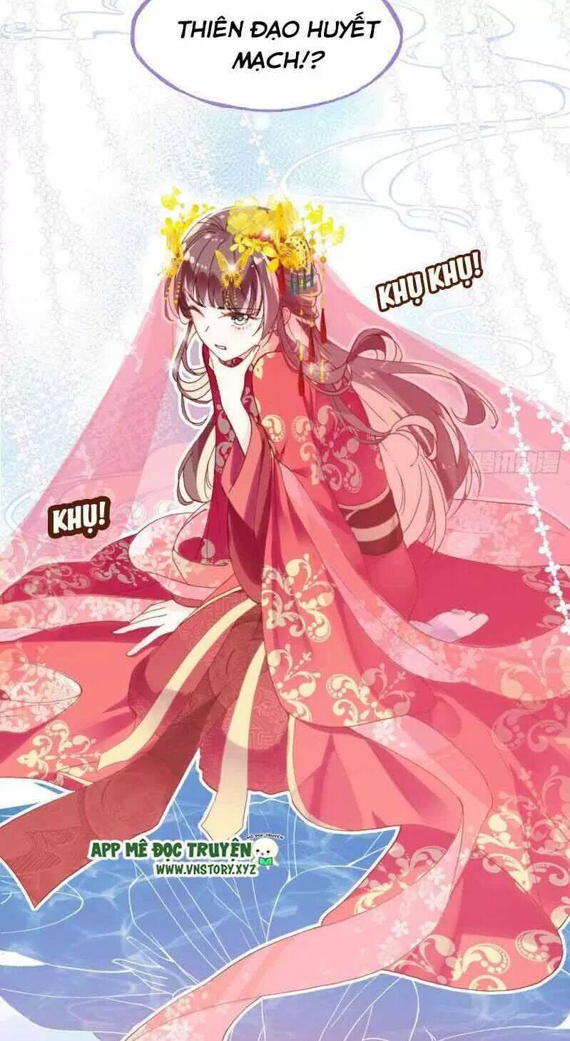 Lại Bị Bệnh Chiều Chuộng Quấn Lấy Chapter 2 - Trang 2