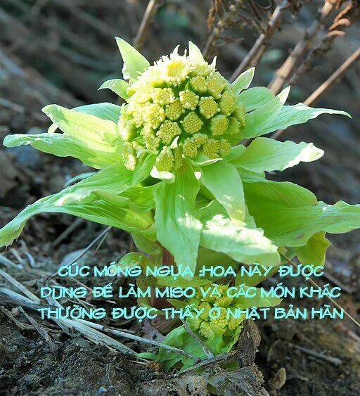 Neko No Otera No Chion-San Chapter 5 - Trang 2