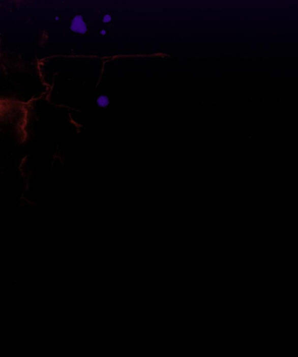 Serena Chapter 41.2 - Trang 2