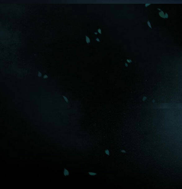 Serena Chapter 42.1 - Trang 2