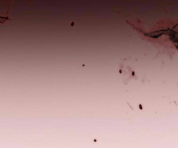 Serena Chapter 43.2 - Trang 2