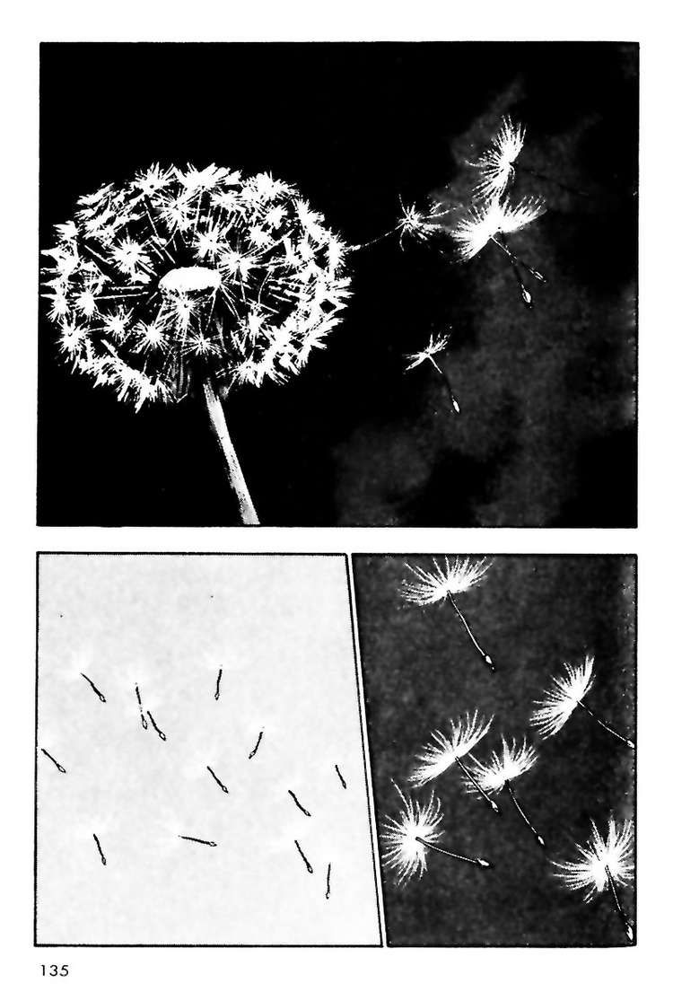 Shamo Chapter 17 - Trang 2