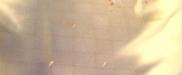 Ta Được Nuôi Dưỡng Bởi Nữ Ma Đầu Chapter 15 - Trang 2