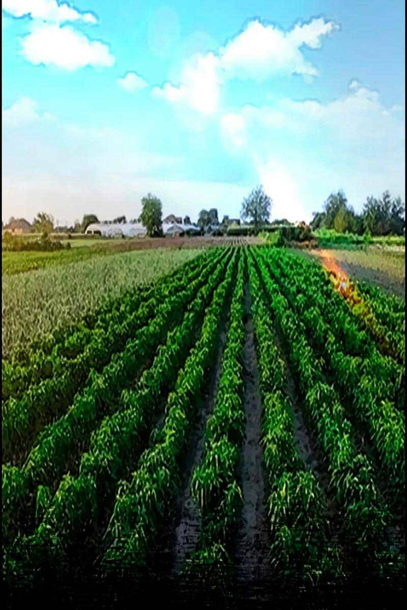 Thể Thao Cực Hạn Chapter 463.5 - Trang 2