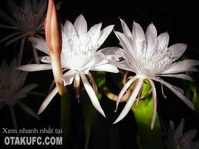 Tổng Hợp One Shot Chapter 10 - Trang 2