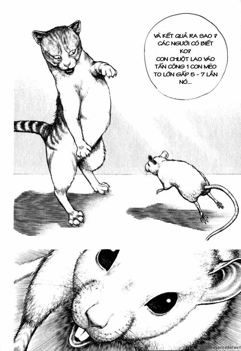 Tough – Miyazawa Kiichi Chapter 153 - Trang 2