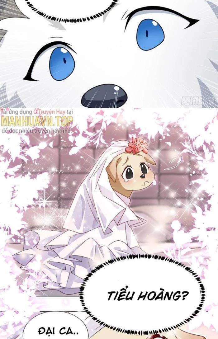 Trọng Sinh Thành Chó Của Nữ Thần Chapter 219 - Trang 2