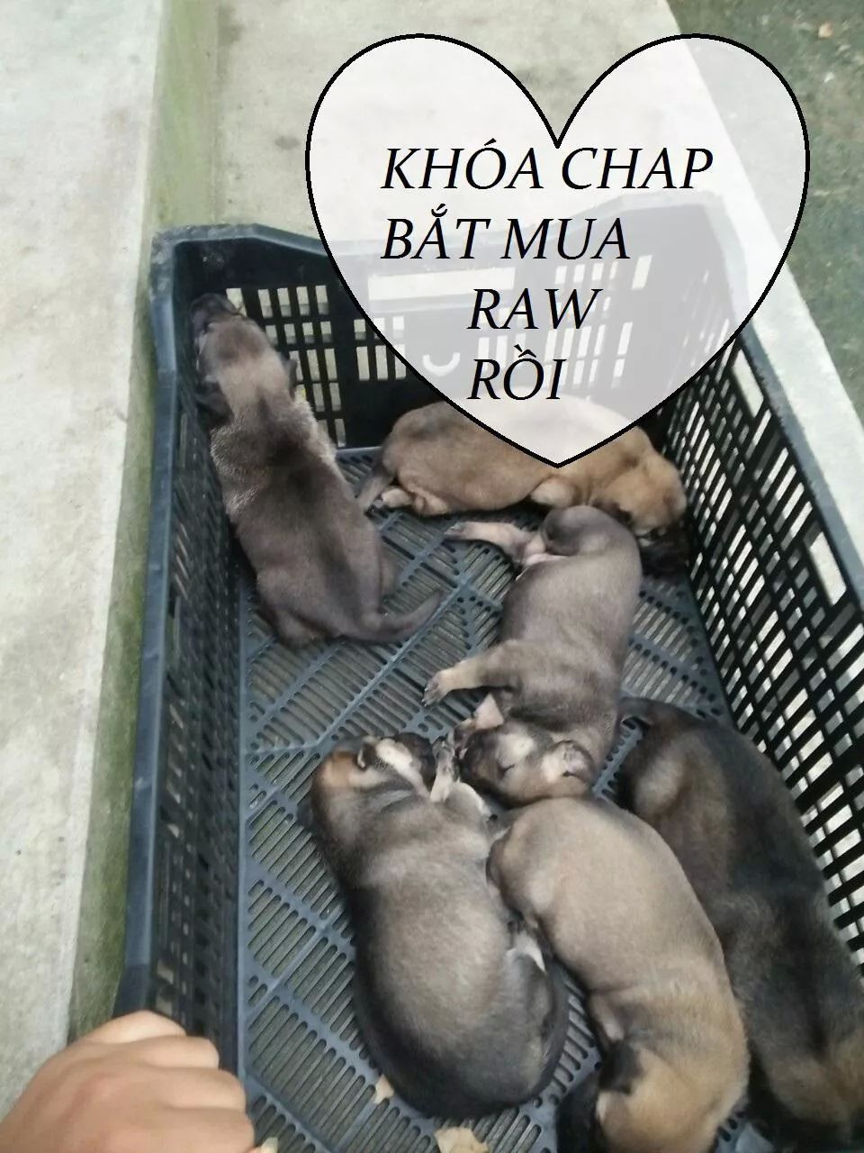 Tuyệt Sắc Quyến Rũ: Quỷ Y Chí Tôn Chapter 82 - Trang 2