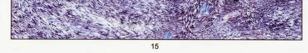 Tuyệt Thế Vô Song 2 Chapter 64 - Trang 2